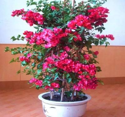 有&ldquo;3种&rdquo;植物,不要用钱买,掐下1根枝、1片叶,就能养出很多盆