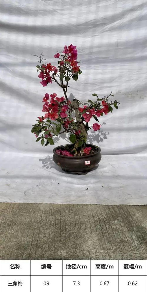 高度60 80cm,精品三角梅盆景,年花,吉祥