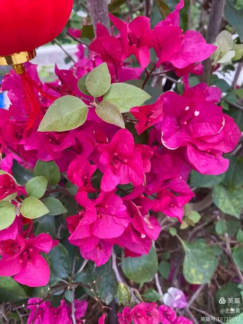 三角梅的几种颜色梅花鹿宴到惠州,参观百家鲜工厂