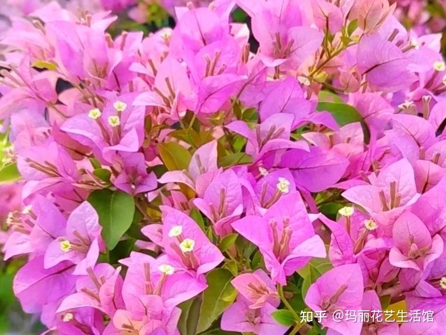 42种常见三角梅,同一品种不同的叫法(附带图片) - 