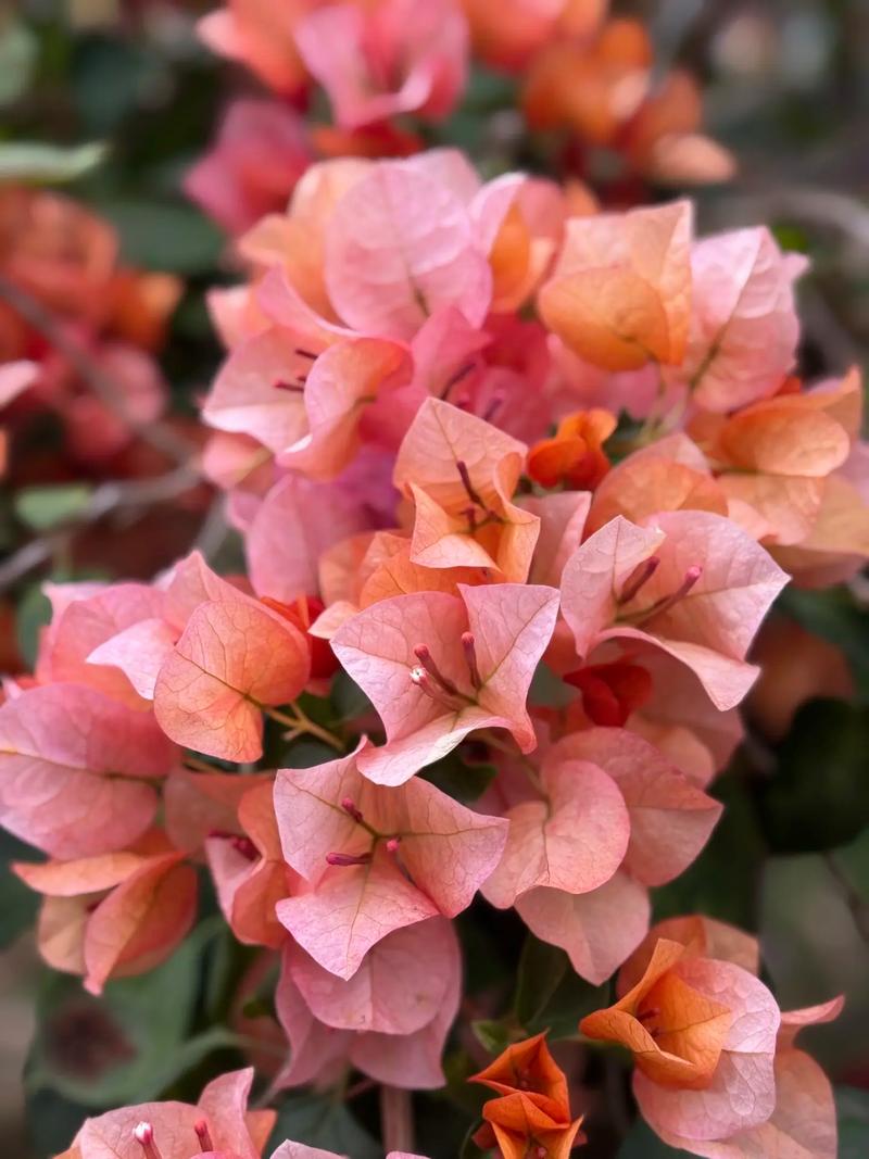 三角梅大头照.想要一个全是三角梅的评论区#三角梅 #花 #日